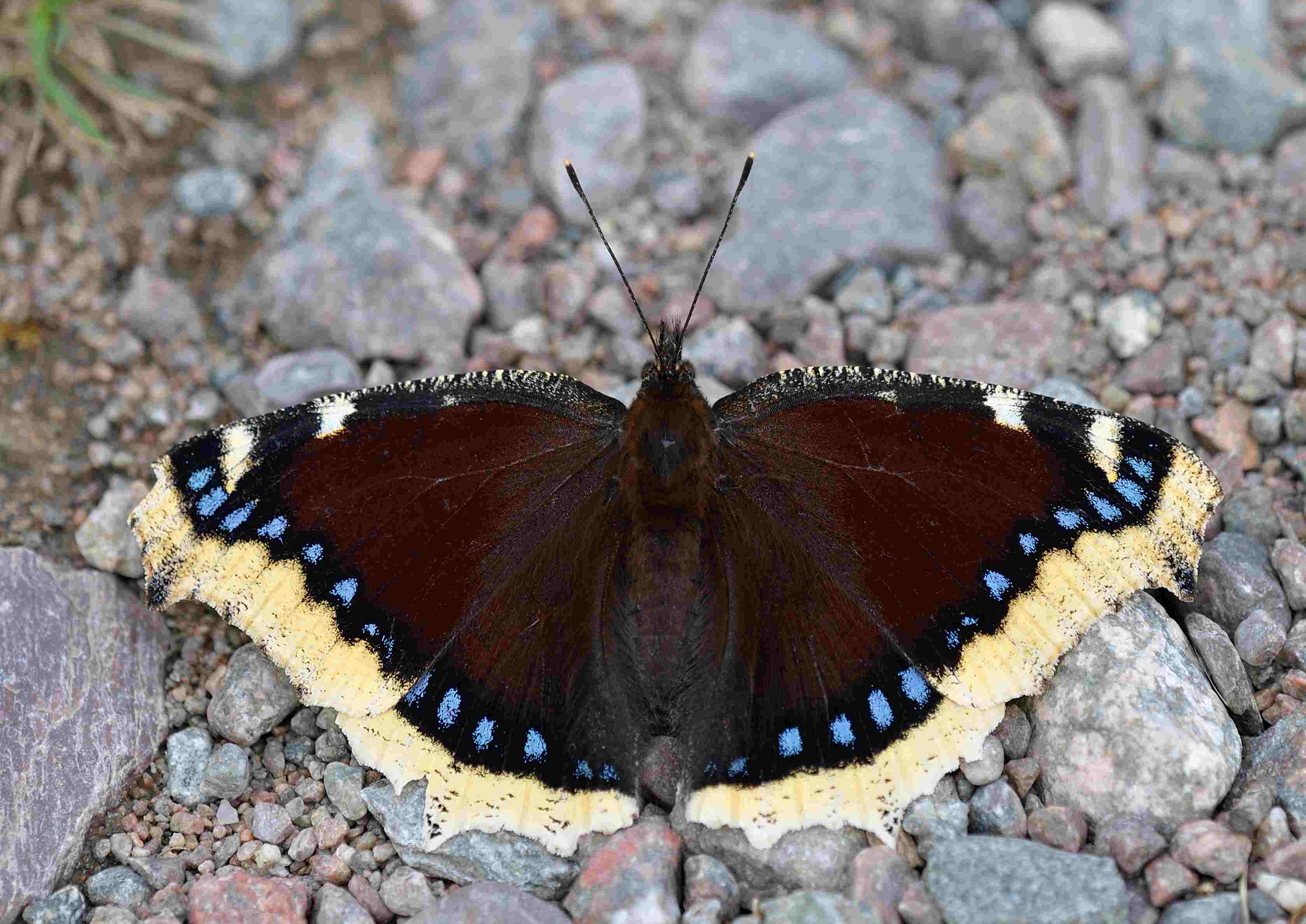 Nymphalis antiopa (LINNAEUS, 1758) TagfalterMonitoring